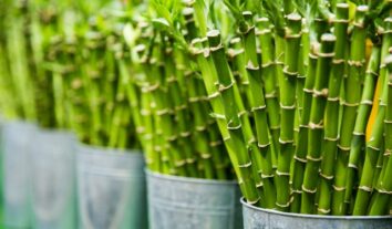 Bambu-da-sorte na água: veja como cultivar e cuidados importantes