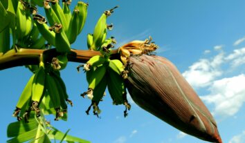 Coração de bananeira: o que é e quais os benefícios?