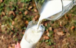 Como consumir leite tendo intolerância à lactose