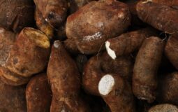 Mandioca, rabanete, batata: quais são os benefícios desses tubérculos?