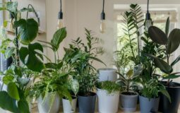 É bom ter plantas em casa? Descubra os benefícios