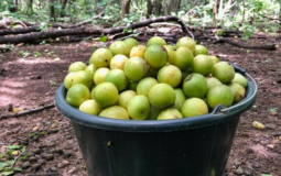 Umbu: conheça a origem da fruta e seus benefícios para a saúde