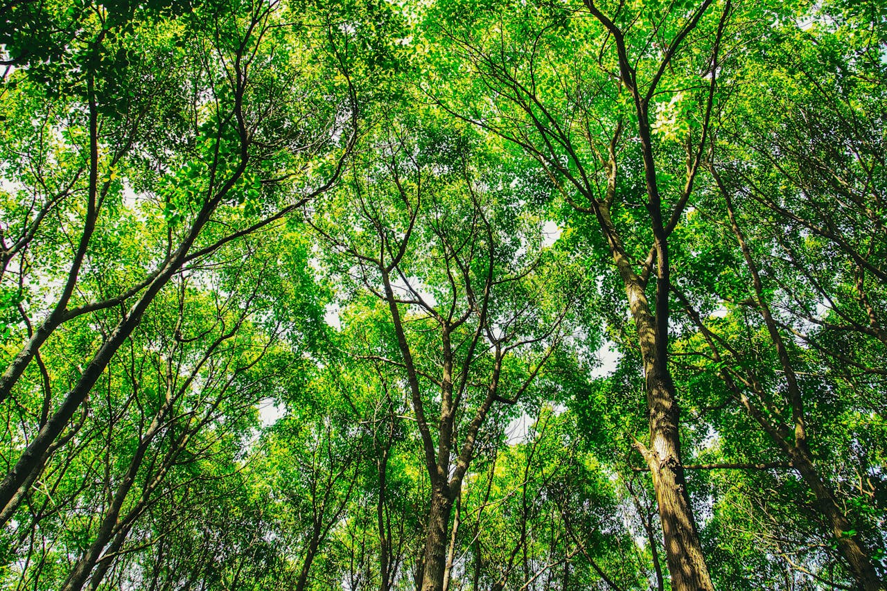 Iombina: o que é e quais os benefícios para a saúde?