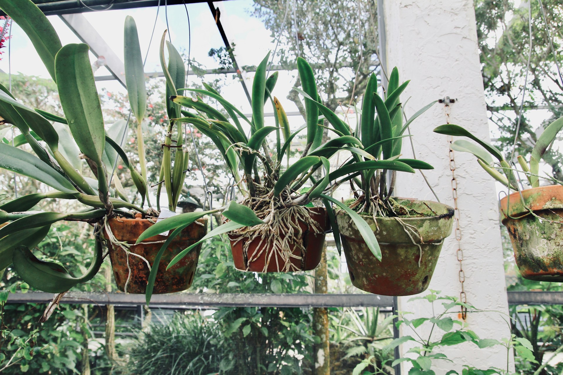 Plantas em vasos, penduradas em um suporte.