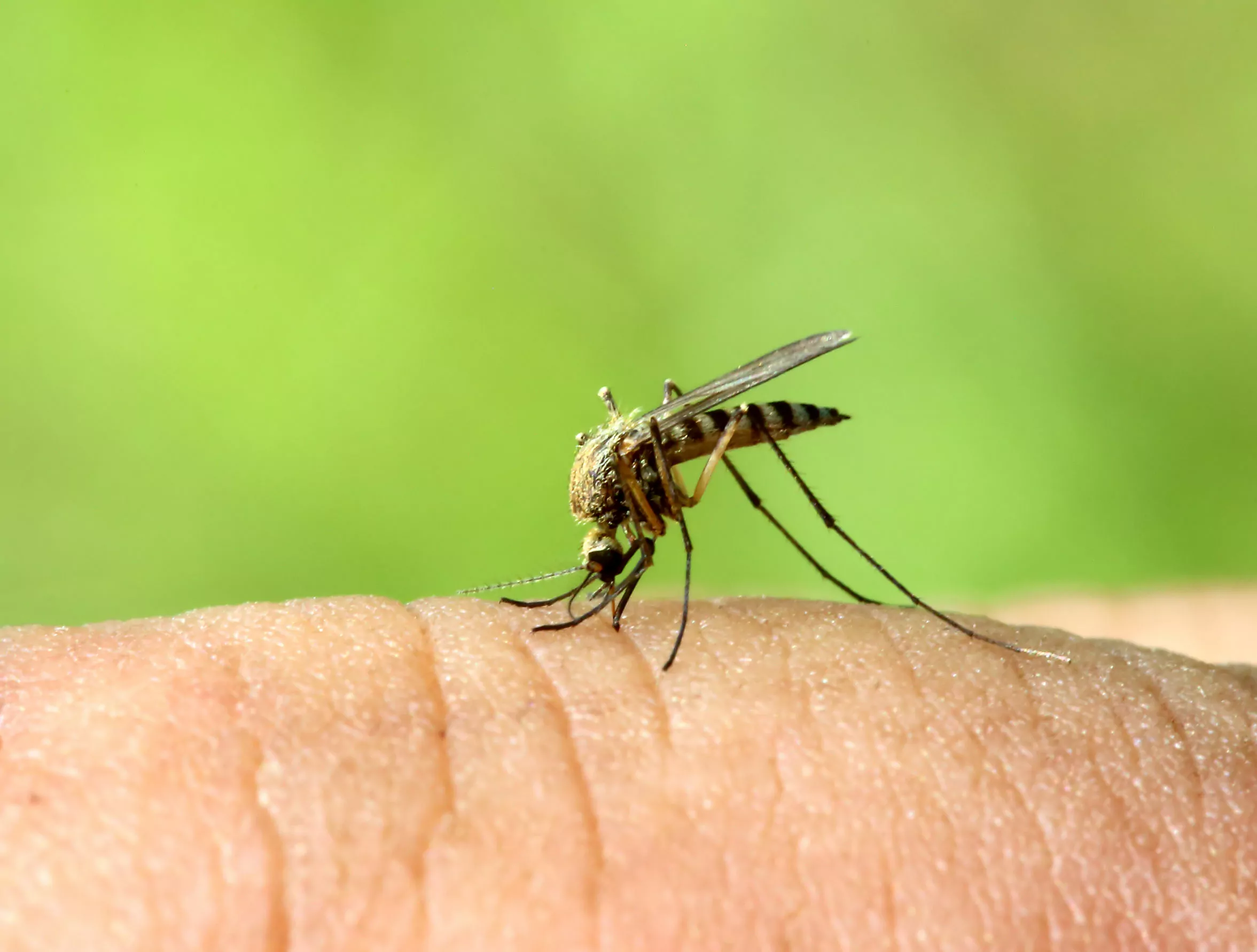 doenças-causadas -por-mosquitos