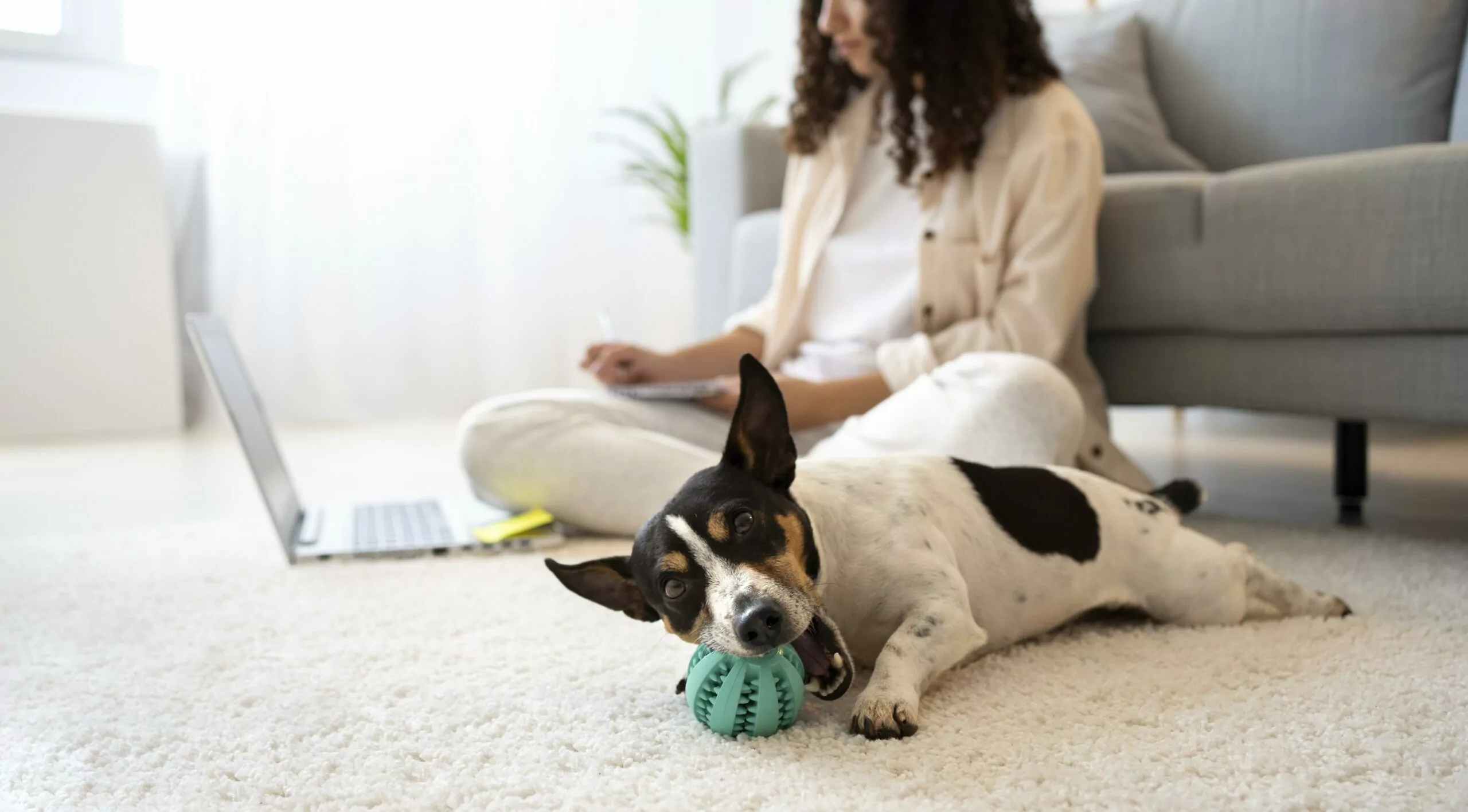 Dicas de limpeza para casa com cachorro