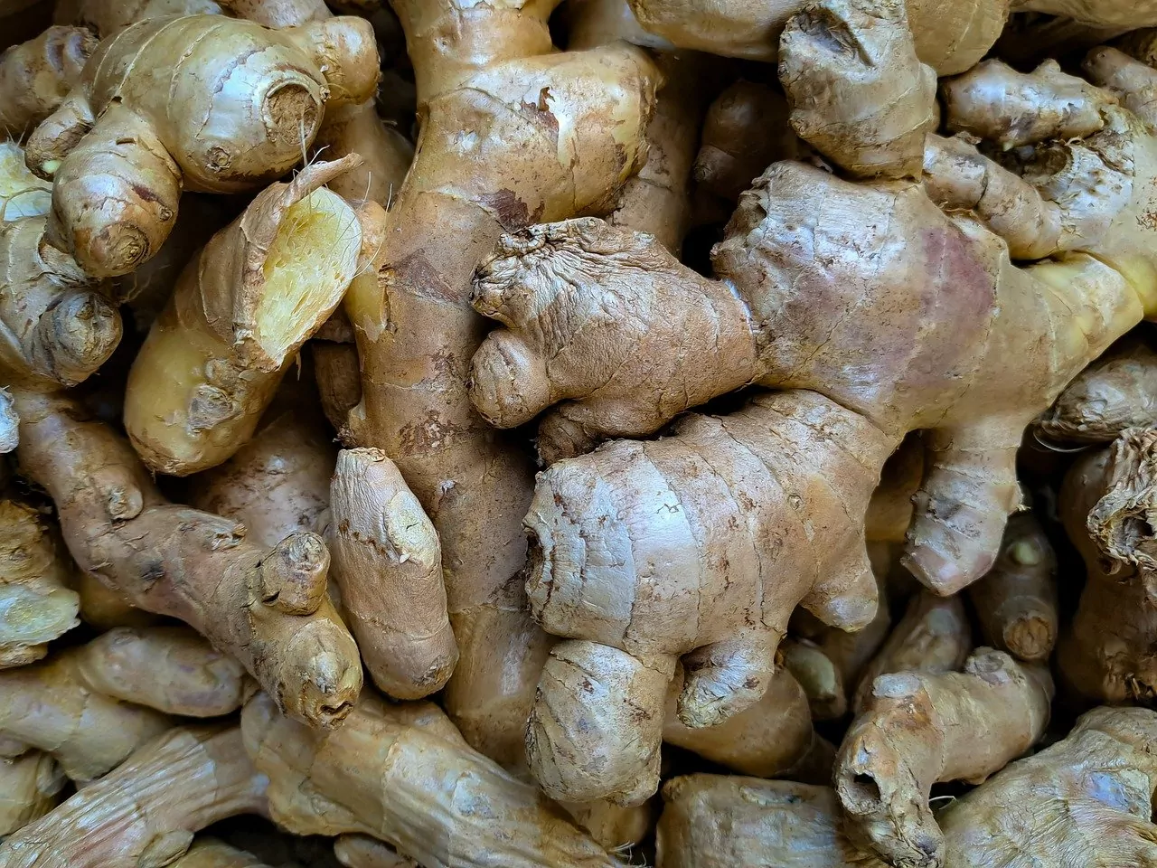 como-plantar-gengibre