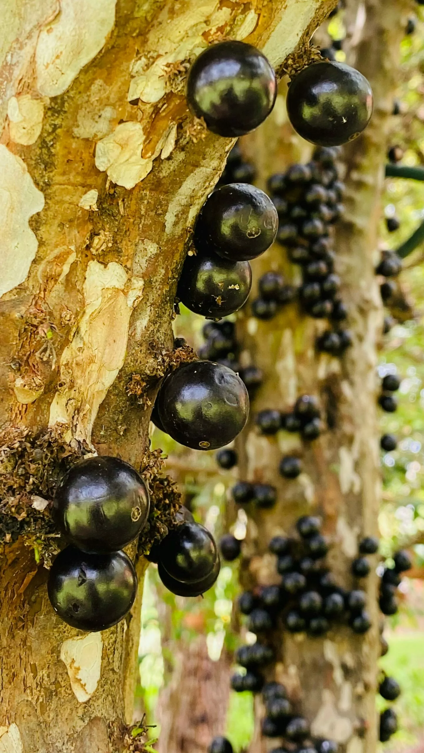jabuticaba-benefícios (2)