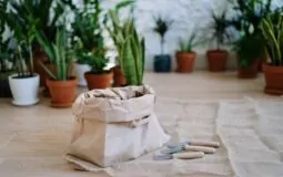 plantar-babosa-em-casa