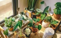plantas-em-casa-bem-estar
