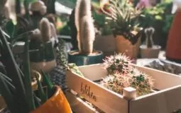 plantas-para-sorte
