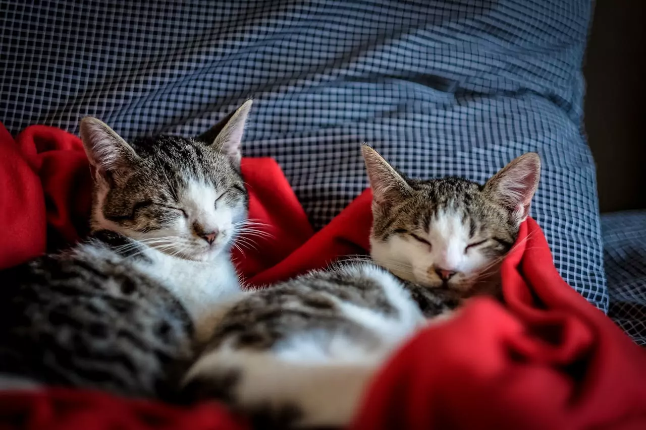 5 cuidados essenciais para prevenir alergias em pets