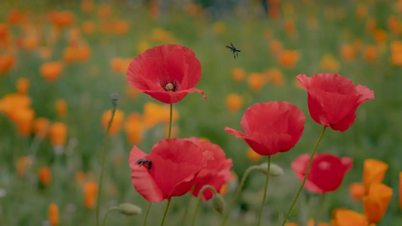 Duas plantas que são repelentes naturais e afastam mosquitos; veja