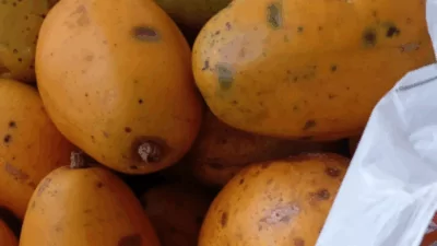 Fruta conhecida como cajá-manga em uma sacola.
