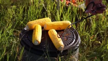 Como conservar o milho fresco por mais tempo? Veja dicas