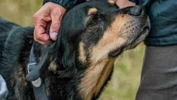 O que significa uma pessoa acariciar cachorros o tempo todo? Entenda