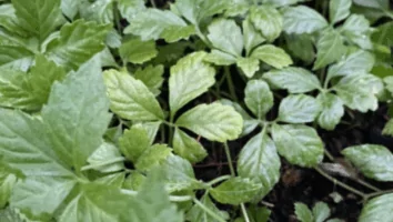 Conheça a erva da longevidade que fortalece o corpo e combate o estresse