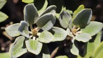 Ora-pro-nóbis: você faz parte do grupo que não deve comer a planta?