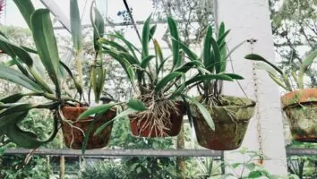 2 PANCs fáceis de cuidar para você plantar em casa