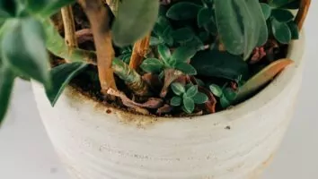 4 plantas para você ter em casa e que são fáceis de cuidar