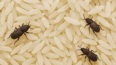 Produtos vencidos ou esquecidos aumentam a chance de surgimento de carunchos | Imagem: ChatGPT