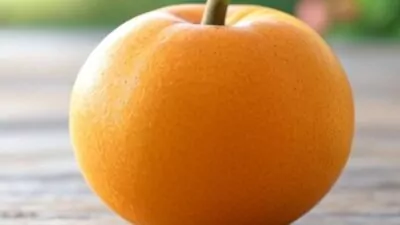 O abricó é típico do Pará e contribui com nutrientes e tradição | Imagem: Grok