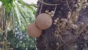 Essa fruta gigante pode parecer comestível, mas não deve ser consumida