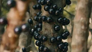Jabuticaba: descubra os principais benefícios para a saúde