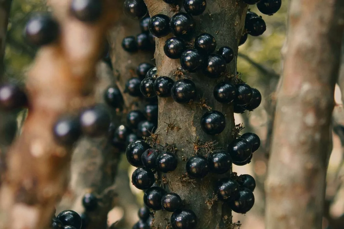 A jabuticaba possui diversas propriedades que auxiliam no funcionamento adequado do organismo (Foto: Pexels / Rafael Carvalho).