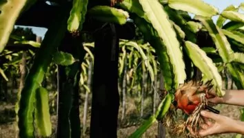 Pitaya: como escolher o melhor clima e solo para plantar a fruta