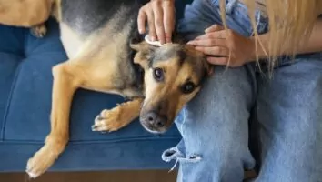 Perigos da leishmaniose no verão: como prevenir corretamente